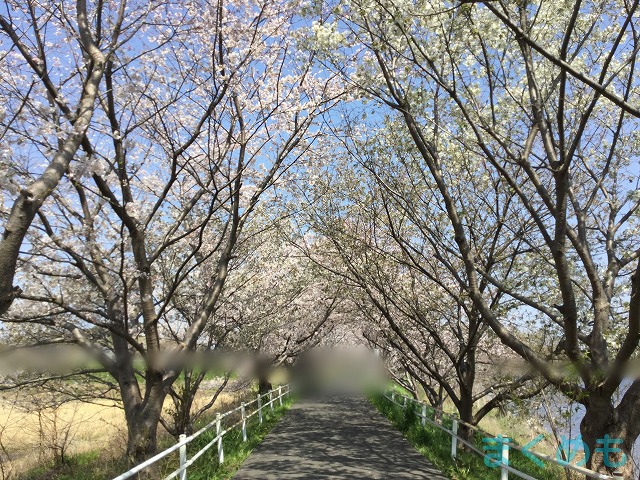 花見川サイクリングコース散策道 桜の並木道が楽しめるお花見スポット 散策道 まくめも